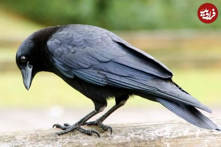 ببینید؛ کلاغ باهوش و بار زدنِ تمام بیسکوئیت‌ها در یک پرواز