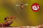 مگس‌هایی که مورچه‌ها را به «زامبی» تبدیل می‌کنند و سپس سر آن‌ها را قطع می‌کنند
