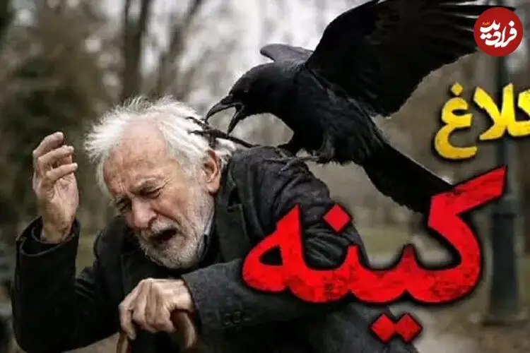 ببینید| کینه عجیب یک کلاغ از مردی که جوجه‌اش را نجات داد
