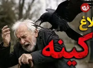 ببینید| کینه عجیب یک کلاغ از مردی که جوجه‌اش را نجات داد