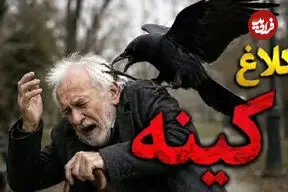 ببینید| کینه عجیب یک کلاغ از مردی که جوجه‌اش را نجات داد