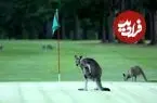 ببینید| کانگوروی عصبانی به جان پرچم زمین گلف افتاد!