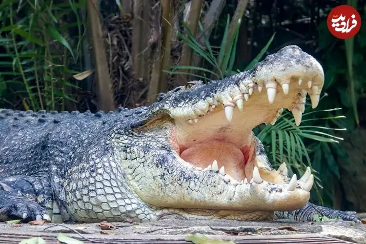 قدرت اورکا یا تمساح؟ نبرد سنگین وزن های دنیای حیوانات + اینفوگرافیک