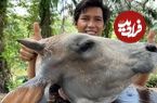 (ویدئو) فرآیند پخت کله پاچه گاو در طبیعت توسط یک آشپز ماهر اندونزیایی