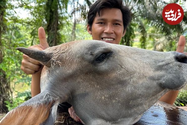 (ویدئو) فرآیند پخت کله پاچه گاو در طبیعت توسط یک آشپز ماهر اندونزیایی