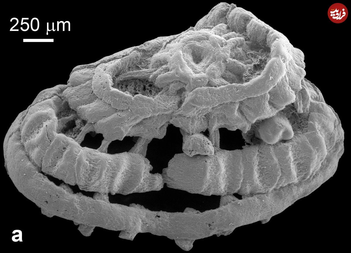 (عکس)‌ بازیابی فسیل 250 میلیون ساله؛ بررسی رفتار احتمالی شکارچی مهیب