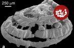 (عکس)‌ بازیابی فسیل 250 میلیون ساله؛ بررسی رفتار احتمالی شکارچی مهیب