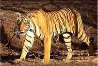 (ویدئو) حمله ناگهانی ببر به دختر و تلاش برای شکارش!