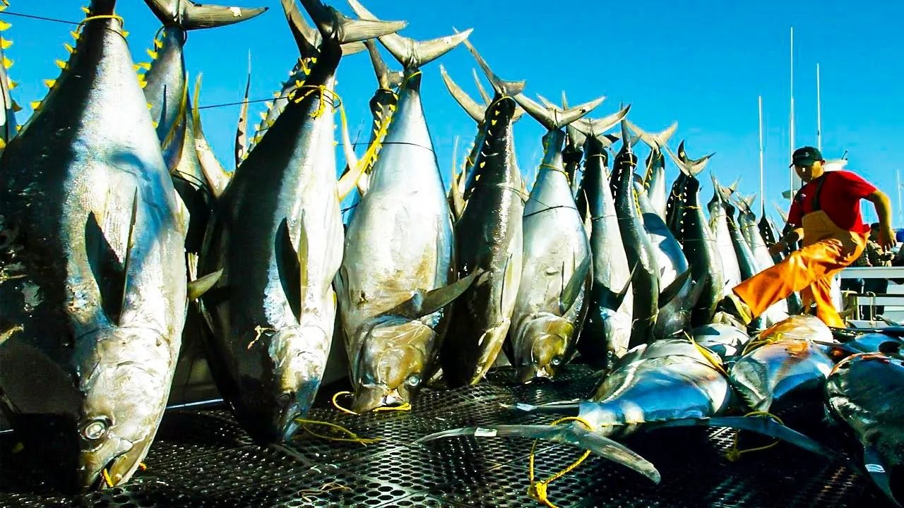 (ویدئو) عملیات صید ماهی تن های غول پیکر؛ فرآوری ماهی تن در کارخانه