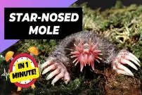 ببینید| موش کور دماغ ستاره ای؛ صاحب عجیب ترین بینی در قلمرو حیوانات!