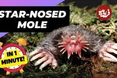 ببینید| موش کور دماغ ستاره ای؛ صاحب عجیب ترین بینی در قلمرو حیوانات!