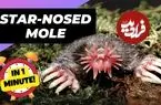 ببینید| موش کور دماغ ستاره ای؛ صاحب عجیب ترین بینی در قلمرو حیوانات!
