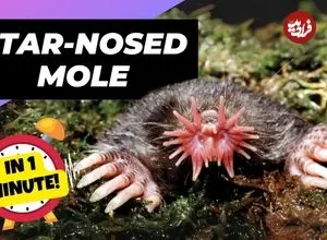 ببینید| موش کور دماغ ستاره ای؛ صاحب عجیب ترین بینی در قلمرو حیوانات!
