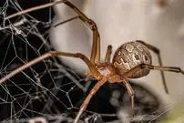ببینید| نبردی کم‌سابقه در تار مرگ؛ عنکبوت بیوه قهوه‌ای یک عقرب را شکار کرد