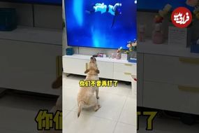 (ویدئو) وقتی یک سگ بیش از اندازه غرق دیدن انیمه های ژاپنی می شود!