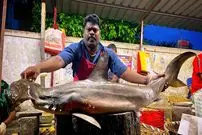 ببینید| روش خاص ماهی فروش هندی در برش زدن کوسه سرچکشی