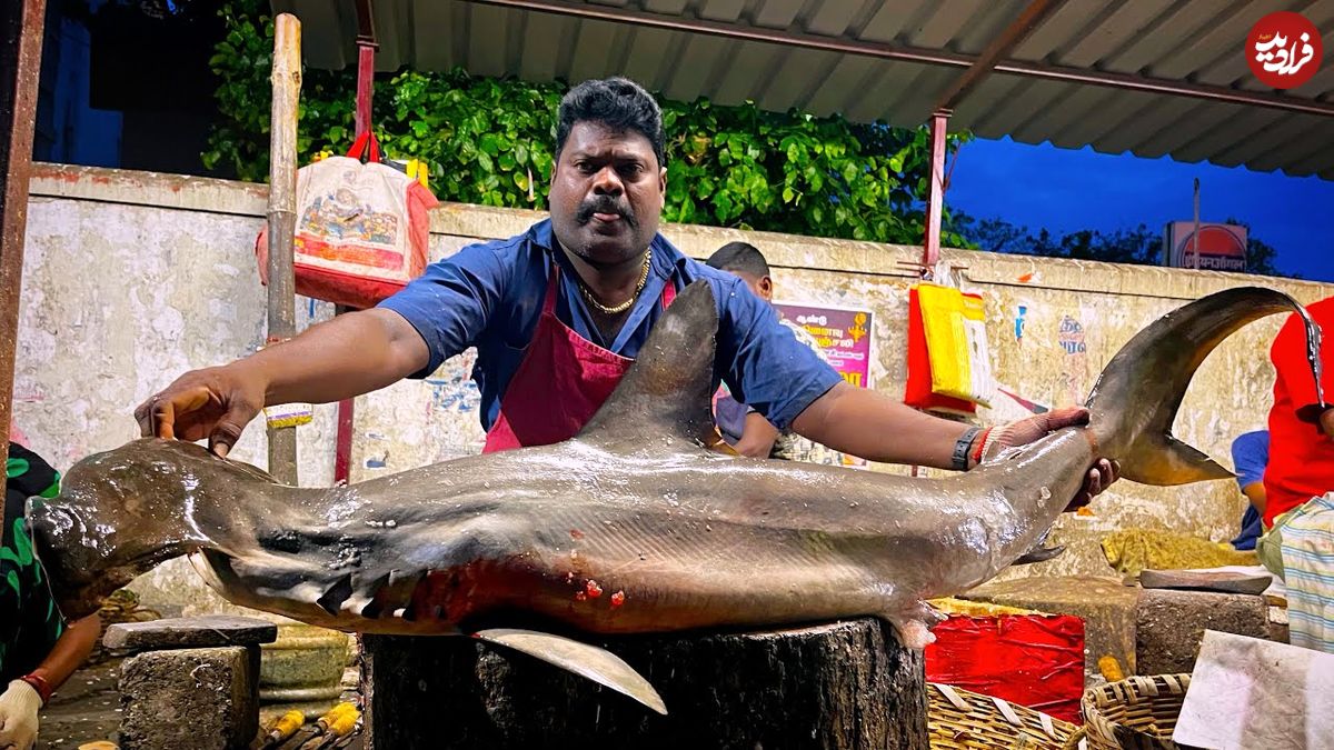 ببینید| روش خاص ماهی فروش هندی در برش زدن کوسه سرچکشی