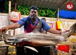 ببینید| روش خاص ماهی فروش هندی در برش زدن کوسه سرچکشی