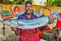 ببینید| سبک خاص و جالب ماهی فروش هندی در برش زدن ماهی باراکودا در کنار خیابان