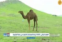 (ویدئو) افزایش ۶۰۰ درصدی فضای سبز مکه به دلیل بارش باران