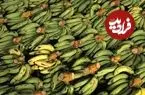 سایه انقراض بر سر «موزهای جهان» افتاد!