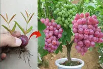 (ویدئو) یک روش آسان و سریع برای پرورش درخت انگور با حبه انگور در گلدان 