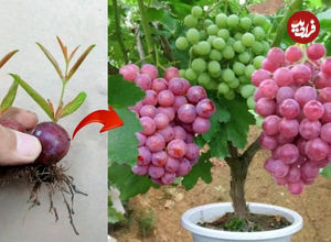 (ویدئو) یک روش آسان و سریع برای پرورش درخت انگور با حبه انگور در گلدان 