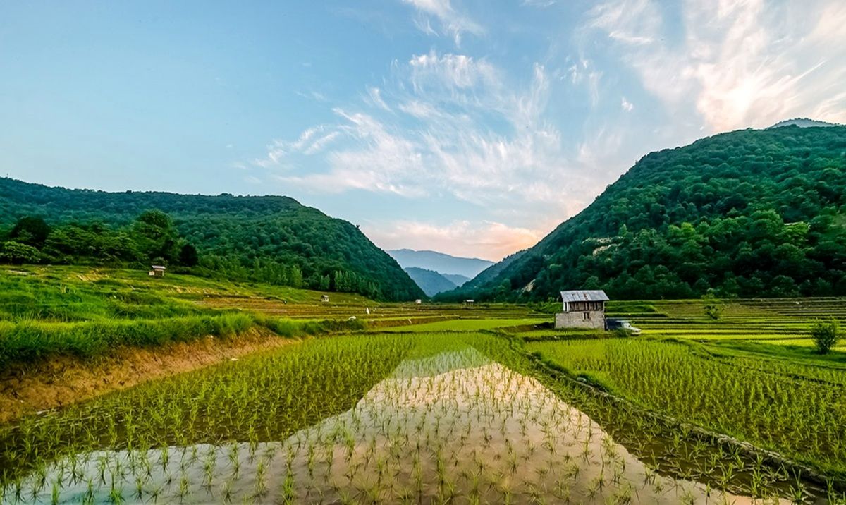 (ویدئو) چرا برنج محبوب‌ترین محصول جهان است؟ ببینید برنج با زمین چه‌کار می‌کند؟ 