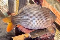 ببینید؛ برش زدن یک ماهی کپور بزرگ توسط فروشنده هندی در بازار ماهی فروش ها