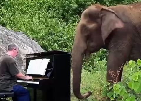 ( ویدیو) نواختن موسیقی کلاسیک برای فیل‌های نابینا