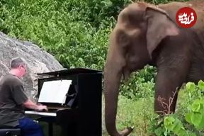 ( ویدیو) نواختن موسیقی کلاسیک برای فیل‌های نابینا