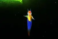 ببینید| فرشته دریایی؛ حلزونی که در دریا پرواز می کند و شکارچی ماهری ست!