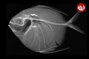 تنها ماهی خون‌گرم دنیا؛ با ماه‌ماهی آشنا شوید