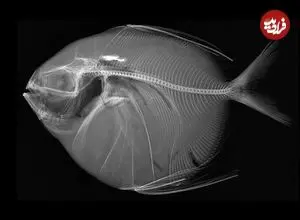 تنها ماهی خون‌گرم دنیا؛ با ماه‌ماهی آشنا شوید