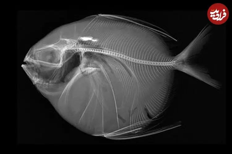تنها ماهی خون‌گرم دنیا؛ با ماه‌ماهی آشنا شوید