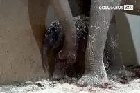 ببینید| تولد تاریخی دومین بچه فیل آسیایی در باغ‌وحش کلمبوس آمریکا