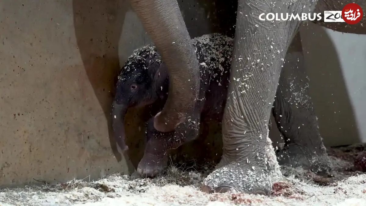 ببینید| تولد تاریخی دومین بچه فیل آسیایی در باغوحش کلمبوس آمریکا