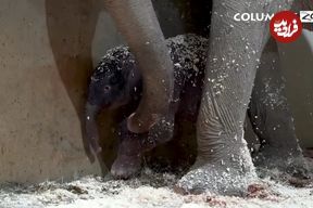 ببینید| تولد تاریخی دومین بچه فیل آسیایی در باغ‌وحش کلمبوس آمریکا