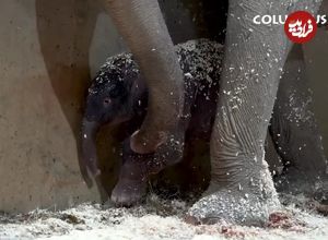 ببینید| تولد تاریخی دومین بچه فیل آسیایی در باغوحش کلمبوس آمریکا