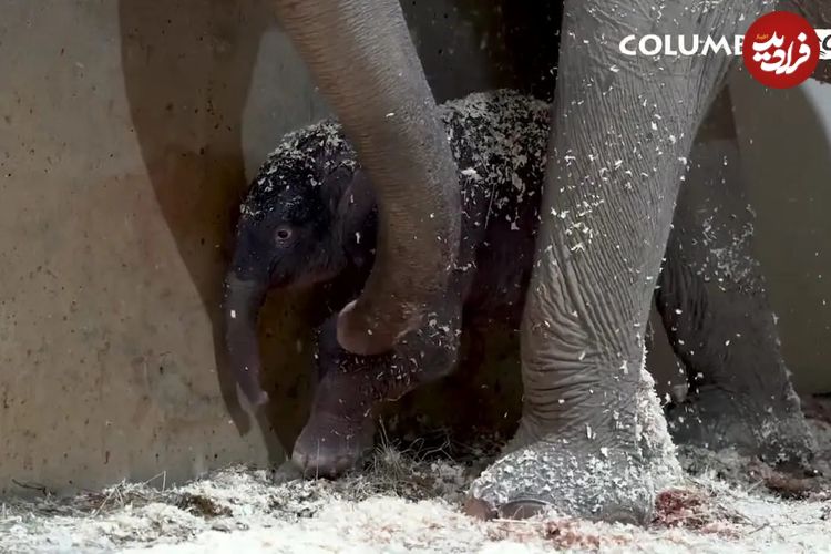 ببینید| تولد تاریخی دومین بچه فیل آسیایی در باغوحش کلمبوس آمریکا
