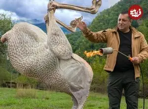 ببینید| غذای روستایی در آذربایجان؛ کباب کردن یک شترمرغ کامل روی آتش