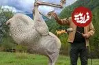 ببینید| غذای روستایی در آذربایجان؛ کباب کردن یک شترمرغ کامل روی آتش