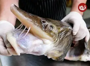 ببینید| غذای خیابانی در تایلند؛ پخت ماهی خاویاری با سیب زمینی سرخ کرده در بانکوک