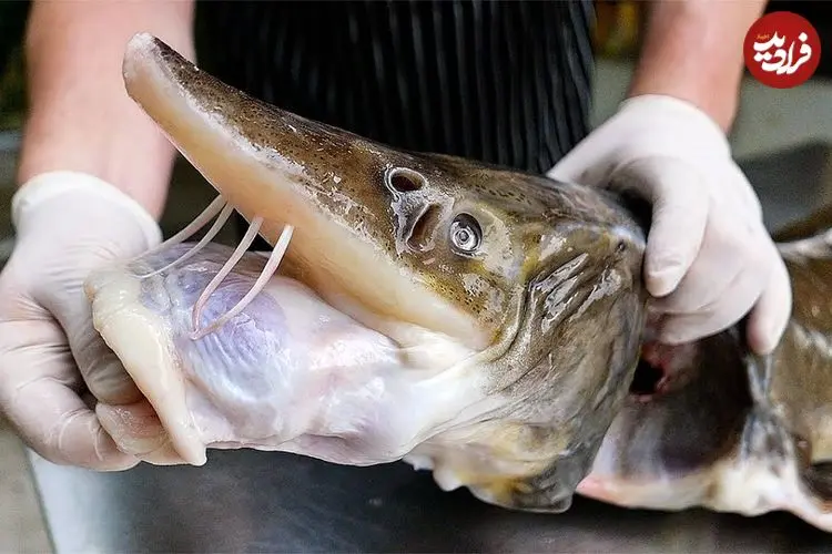 ببینید| غذای خیابانی در تایلند؛ پخت ماهی خاویاری با سیب زمینی سرخ کرده در بانکوک