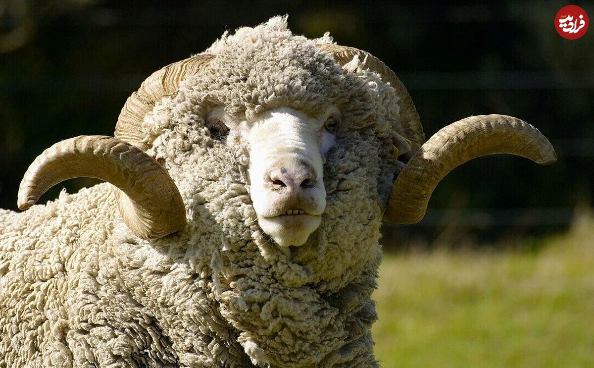 (تصاویر) گوسفند «مرینوس»؛ گوسفندی به گرانی الماس که صادرات آن اعدام داشت!