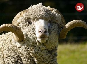 (تصاویر) گوسفند «مرینوس»؛ گوسفندی به گرانی الماس که صادرات آن اعدام داشت!