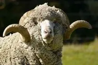 (تصاویر) گوسفند «مرینوس»؛ گوسفندی به گرانی الماس که صادرات آن اعدام داشت!