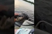 (ویدئو) شوخی باورنکردنی یک تمساح با قایق سواران در دریاچه 