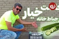 ببینید| آموزش ساده کاشت خیار در جعبه میوه و در حیاط خانه