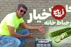 ببینید| آموزش ساده کاشت خیار در جعبه میوه و در حیاط خانه